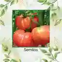 33 Semillas Orgánicas De Tomate Belga Rosado