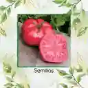 65 Semillas Orgánicas De Tomate Belga Rosado