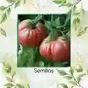 65 Semillas Orgánicas De Tomate Belga Rosado