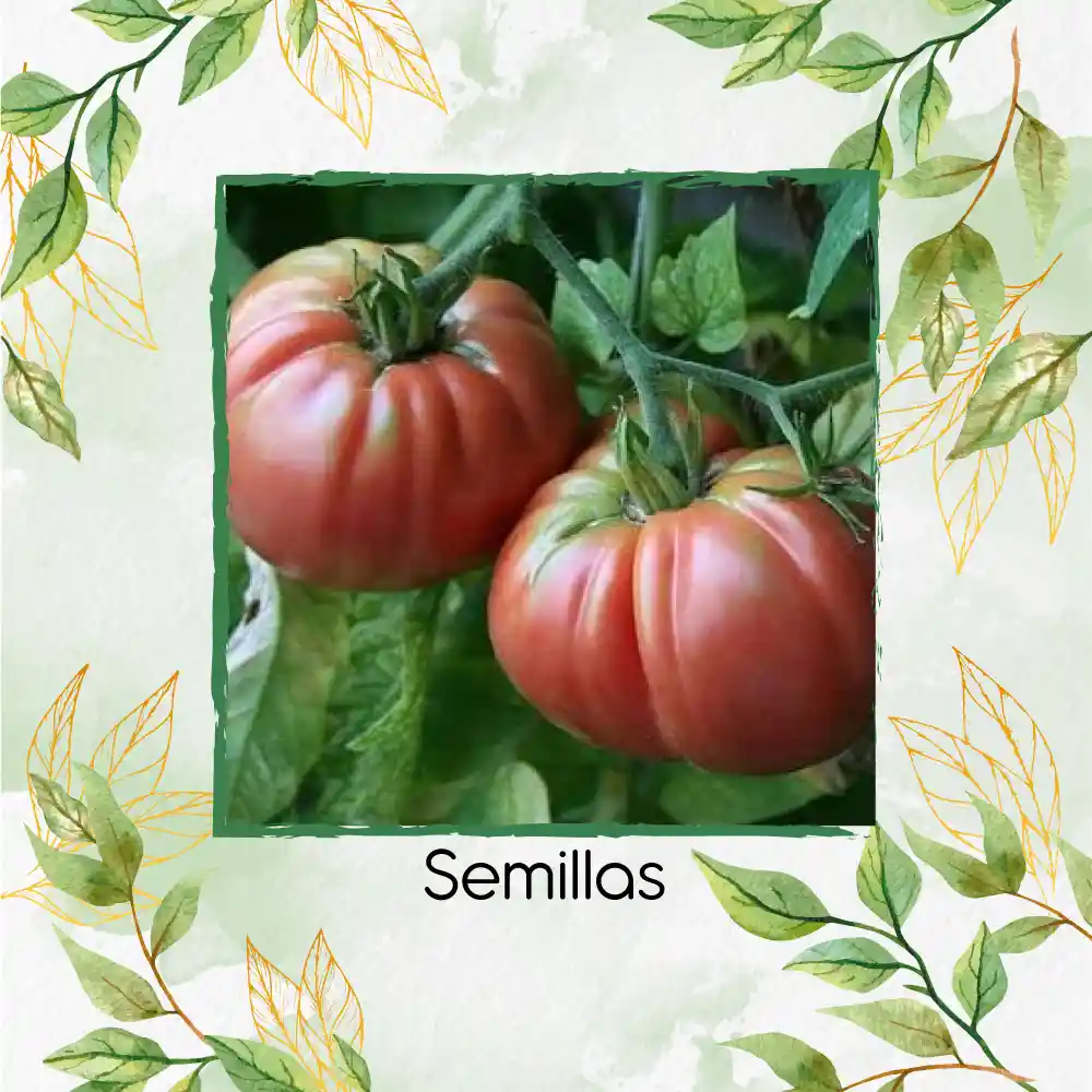 650 Semillas Orgánicas De Tomate Belga Rosado