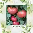 650 Semillas Orgánicas De Tomate Belga Rosado