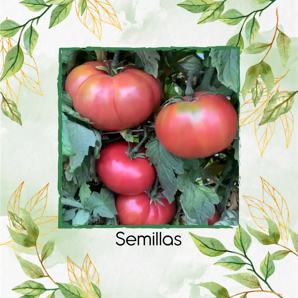 650 Semillas Orgánicas De Tomate Belga Rosado