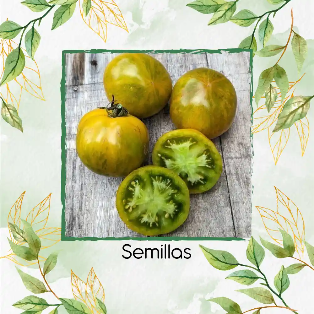 130 Semillas Orgánicas De Tomate Cebra Verde