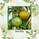 130 Semillas Orgánicas De Tomate Cebra Verde