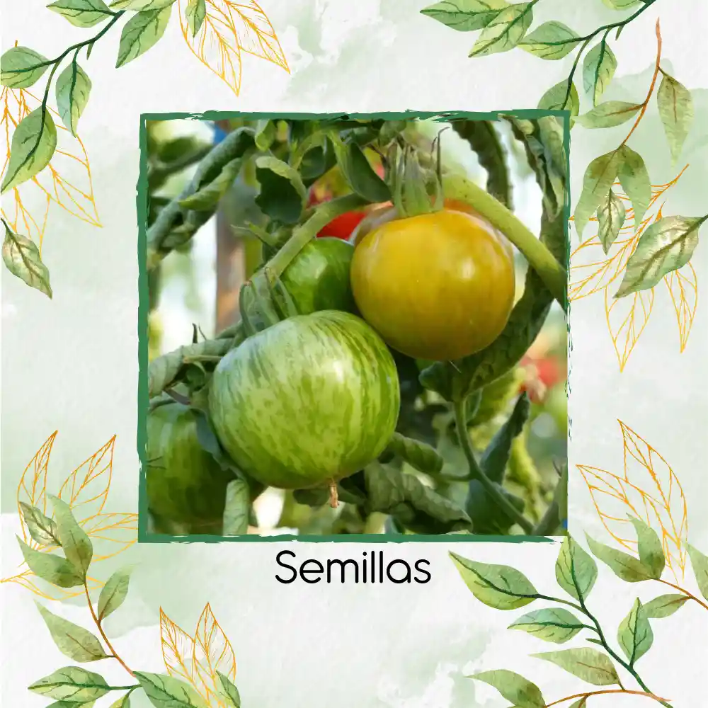 130 Semillas Orgánicas De Tomate Cebra Verde