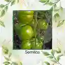 130 Semillas Orgánicas De Tomate Cebra Verde