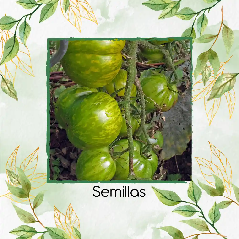 130 Semillas Orgánicas De Tomate Cebra Verde