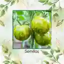 130 Semillas Orgánicas De Tomate Cebra Verde