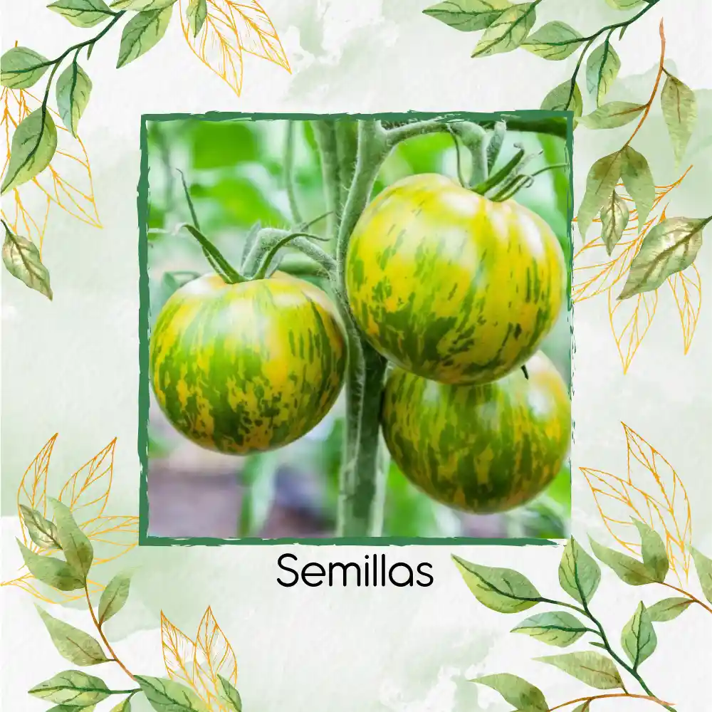 130 Semillas Orgánicas De Tomate Cebra Verde
