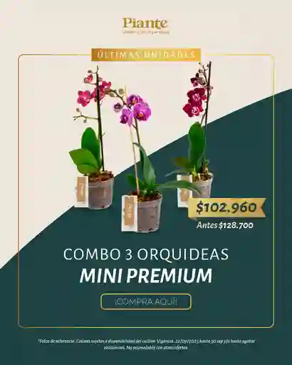Combo Amix X3 Orquídeas Mini Premium