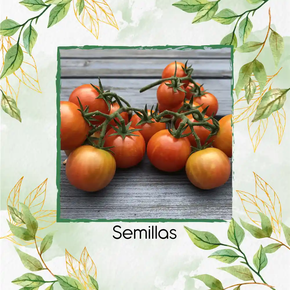17 Semillas Orgánicas De Tomate Cherry Bicolor