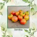 33 Semillas Orgánicas De Tomate Cherry Bicolor