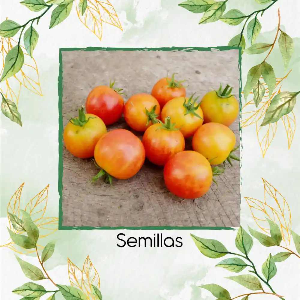 33 Semillas Orgánicas De Tomate Cherry Bicolor