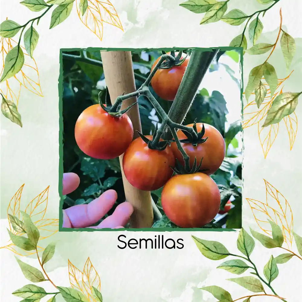 33 Semillas Orgánicas De Tomate Cherry Bicolor