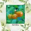 33 Semillas Orgánicas De Tomate Cherry Bicolor