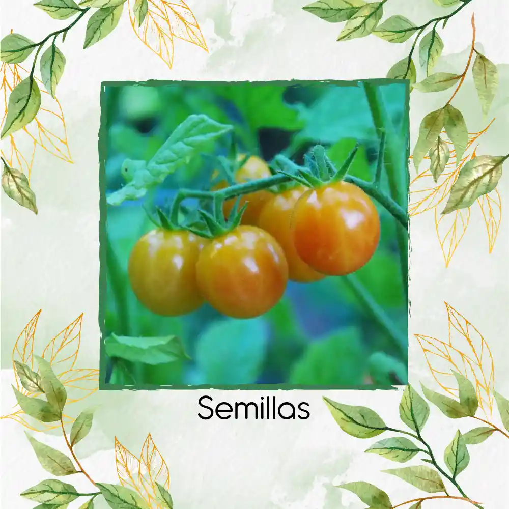33 Semillas Orgánicas De Tomate Cherry Bicolor
