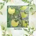 33 Semillas Orgánicas De Tomate Cherry Blanco