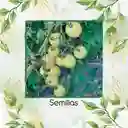 33 Semillas Orgánicas De Tomate Cherry Blanco