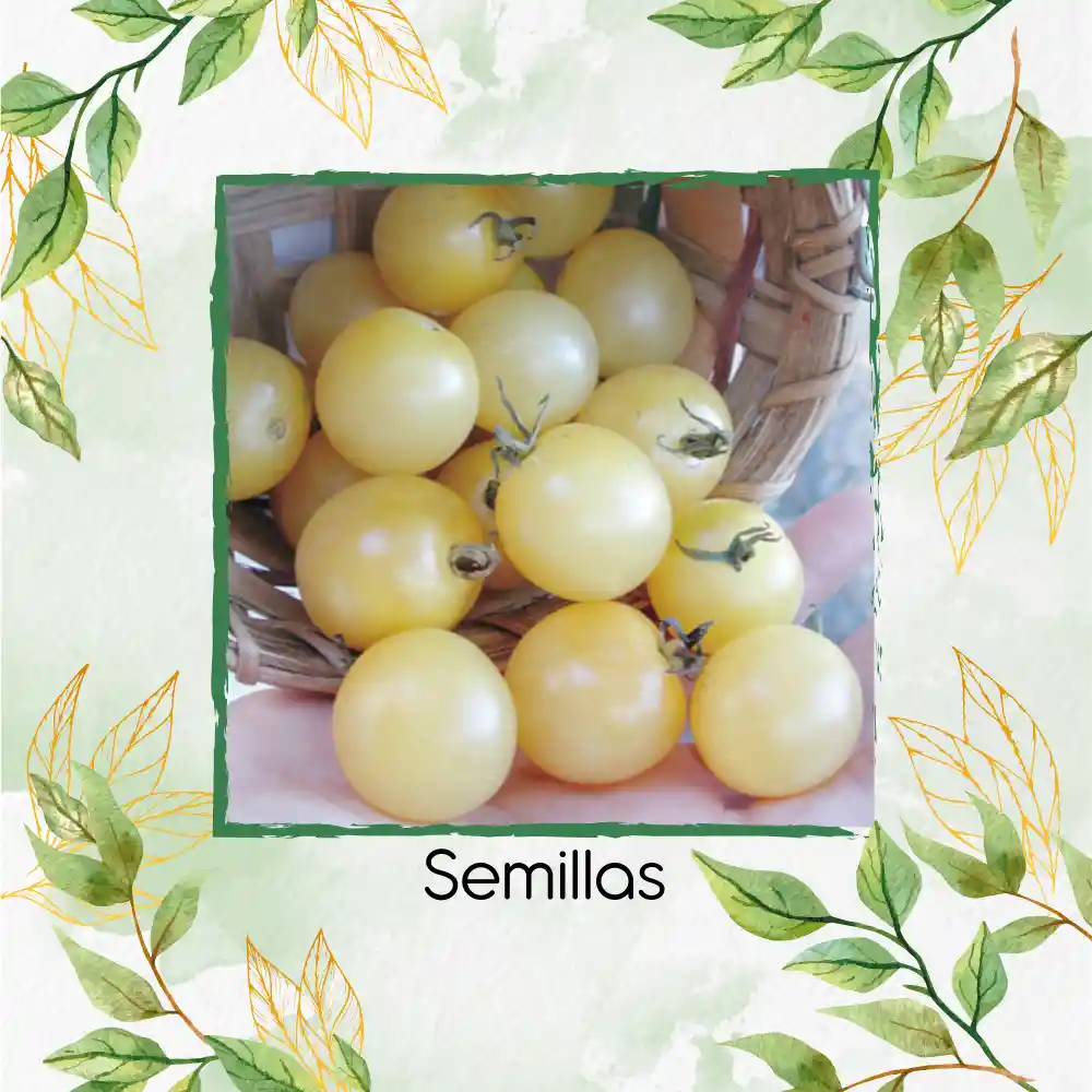 33 Semillas Orgánicas De Tomate Cherry Blanco