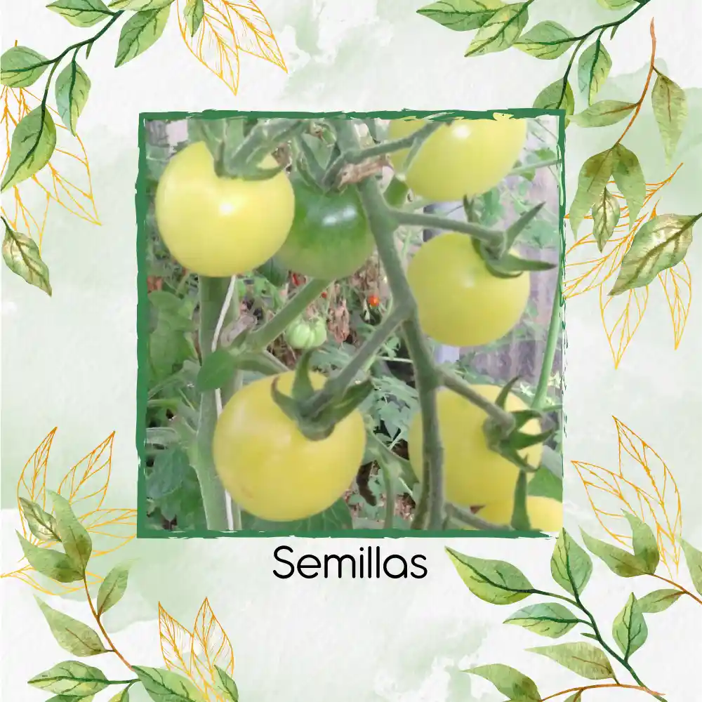 130 Semillas Orgánicas De Tomate Cherry Blanco