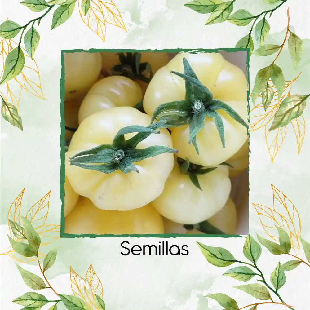 130 Semillas Orgánicas De Tomate Cherry Blanco