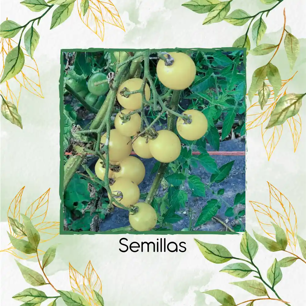 650 Semillas Orgánicas De Tomate Cherry Blanco