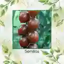 65 Semillas Orgánicas De Tomate Cherry Cebra