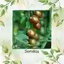 65 Semillas Orgánicas De Tomate Cherry Cebra