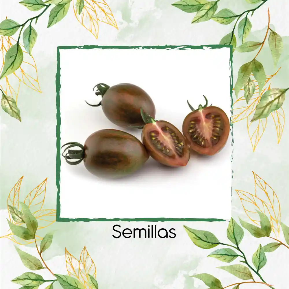 130 Semillas Orgánicas De Tomate Cherry Cebra