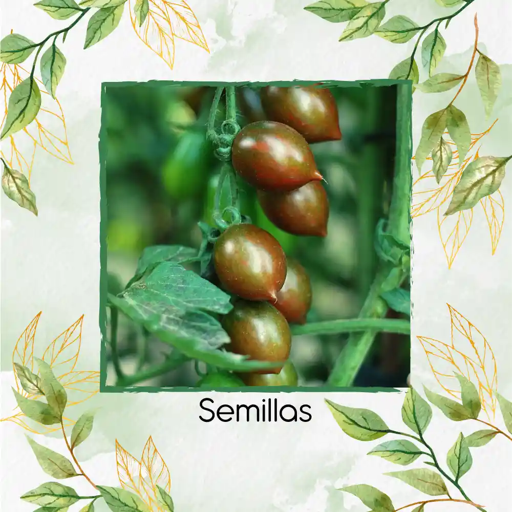 650 Semillas Orgánicas De Tomate Cherry Cebra