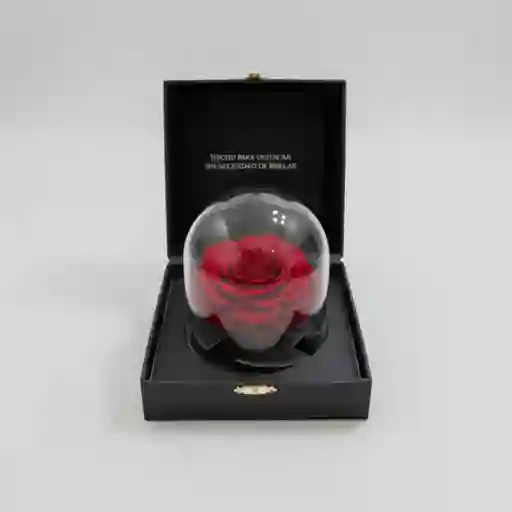 Rosa Natural Eternals
