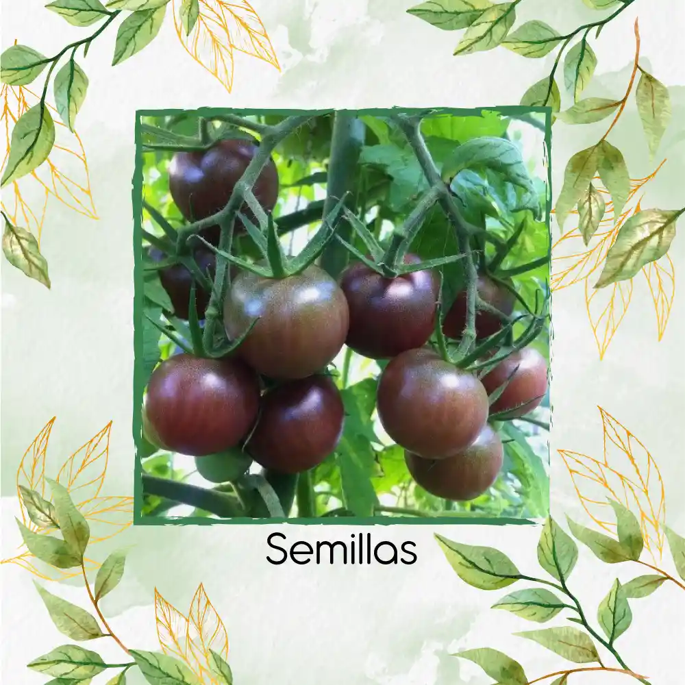 65 Semillas Orgánicas De Tomate Cherry Chocolate