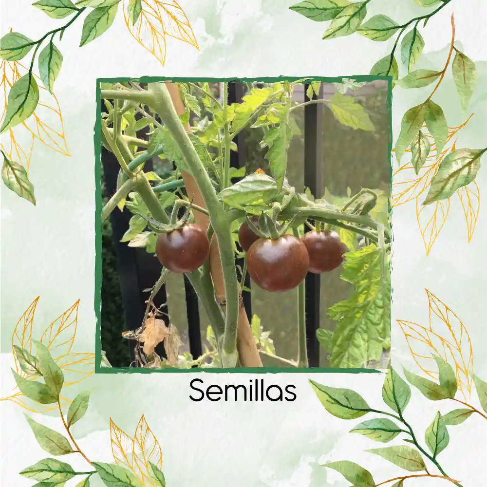 65 Semillas Orgánicas De Tomate Cherry Chocolate