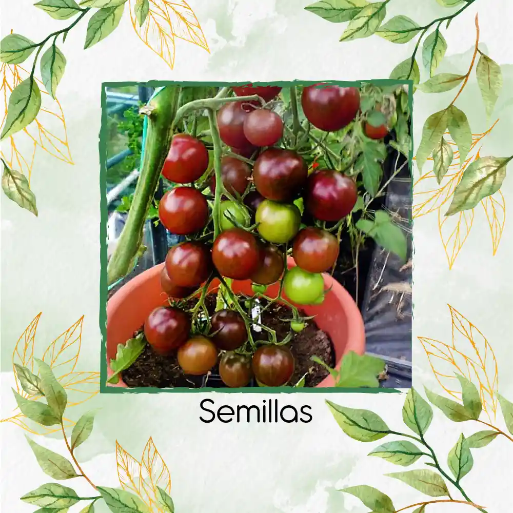 65 Semillas Orgánicas De Tomate Cherry Chocolate