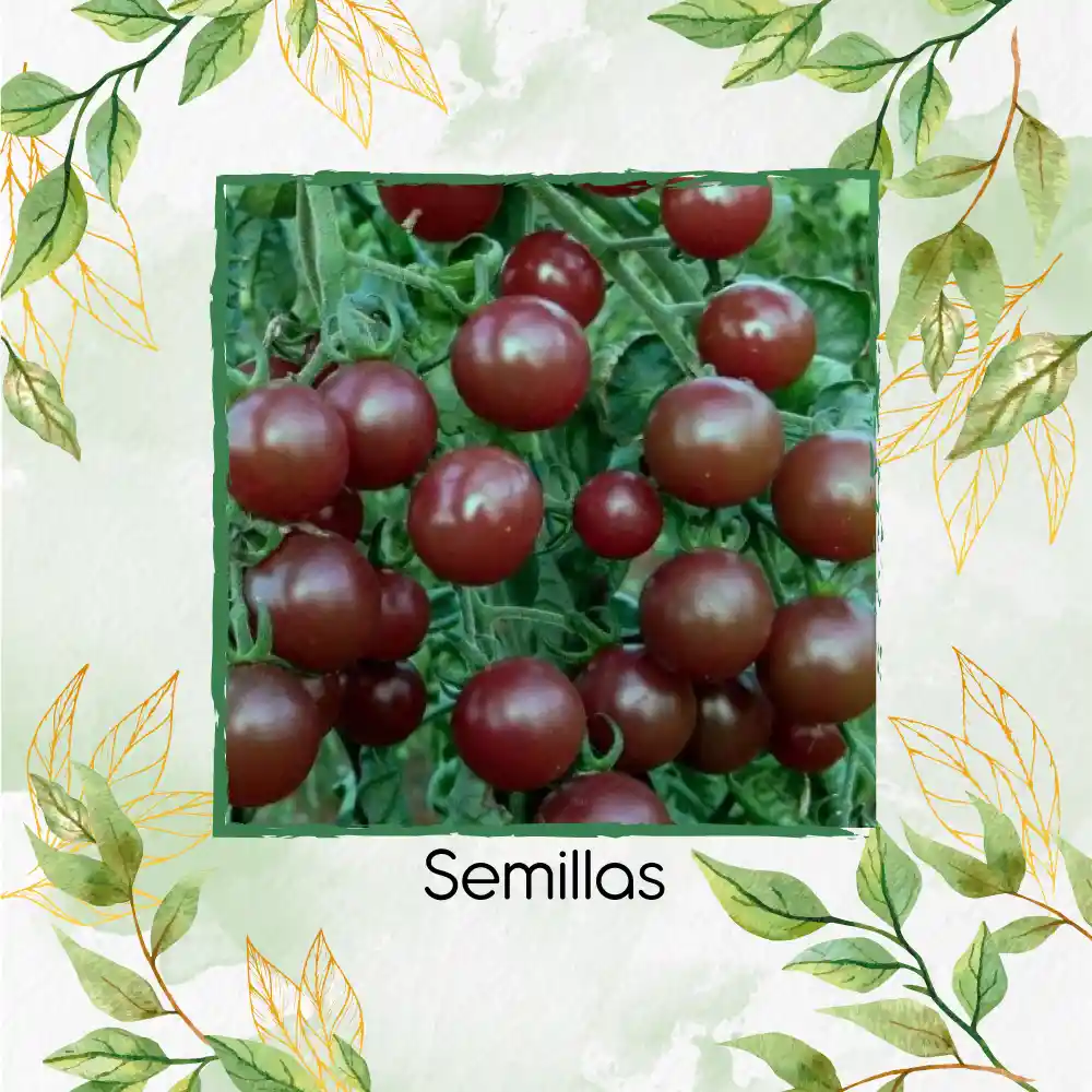 650 Semillas Orgánicas De Tomate Cherry Chocolate