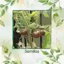 650 Semillas Orgánicas De Tomate Cherry Chocolate