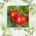 33 Semillas Orgánicas De Tomate Cherry Ciruela Roja