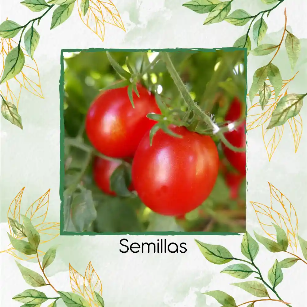 325 Semillas Orgánicas De Tomate Cherry Ciruela Roja