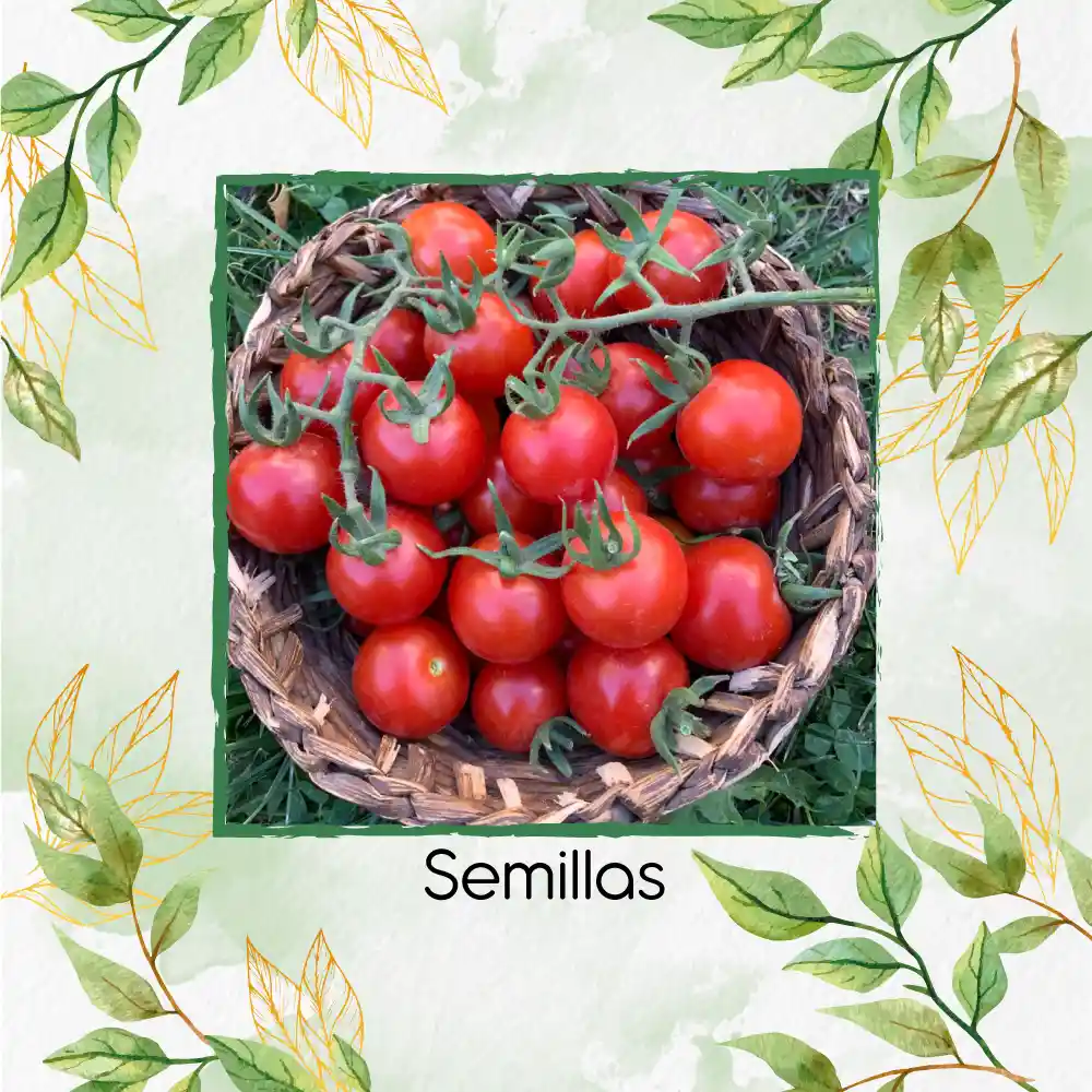 1.300 Semillas Orgánicas De Tomate Cherry Ciruela Roja