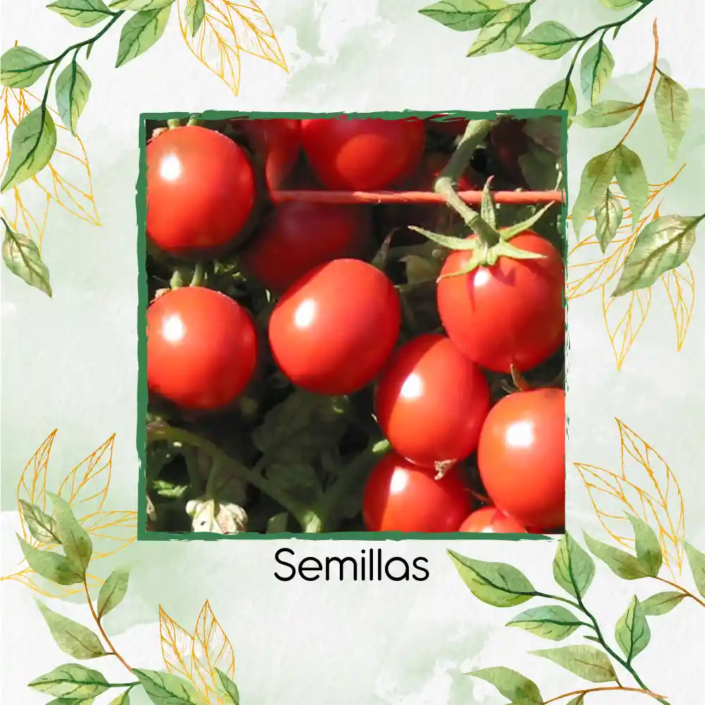 1.300 Semillas Orgánicas De Tomate Cherry Ciruela Roja