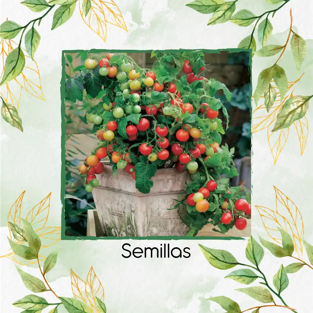 130 Semillas Orgánicas De Tomate Cherry Colores