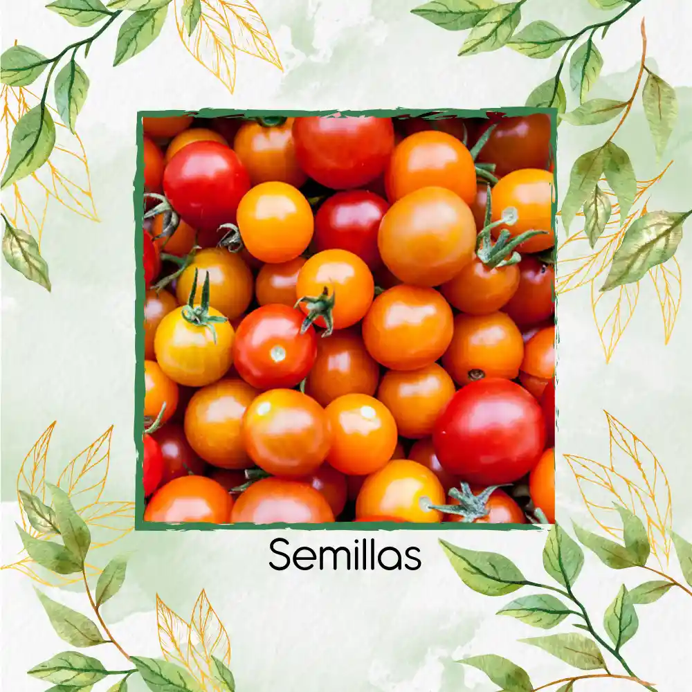 130 Semillas Orgánicas De Tomate Cherry Colores