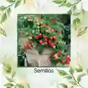 650 Semillas Orgánicas De Tomate Cherry Colores