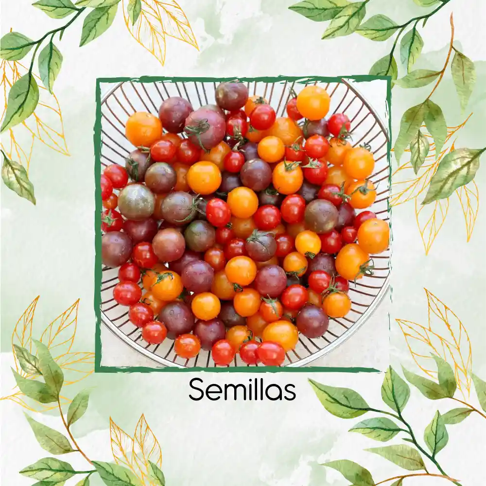 650 Semillas Orgánicas De Tomate Cherry Colores