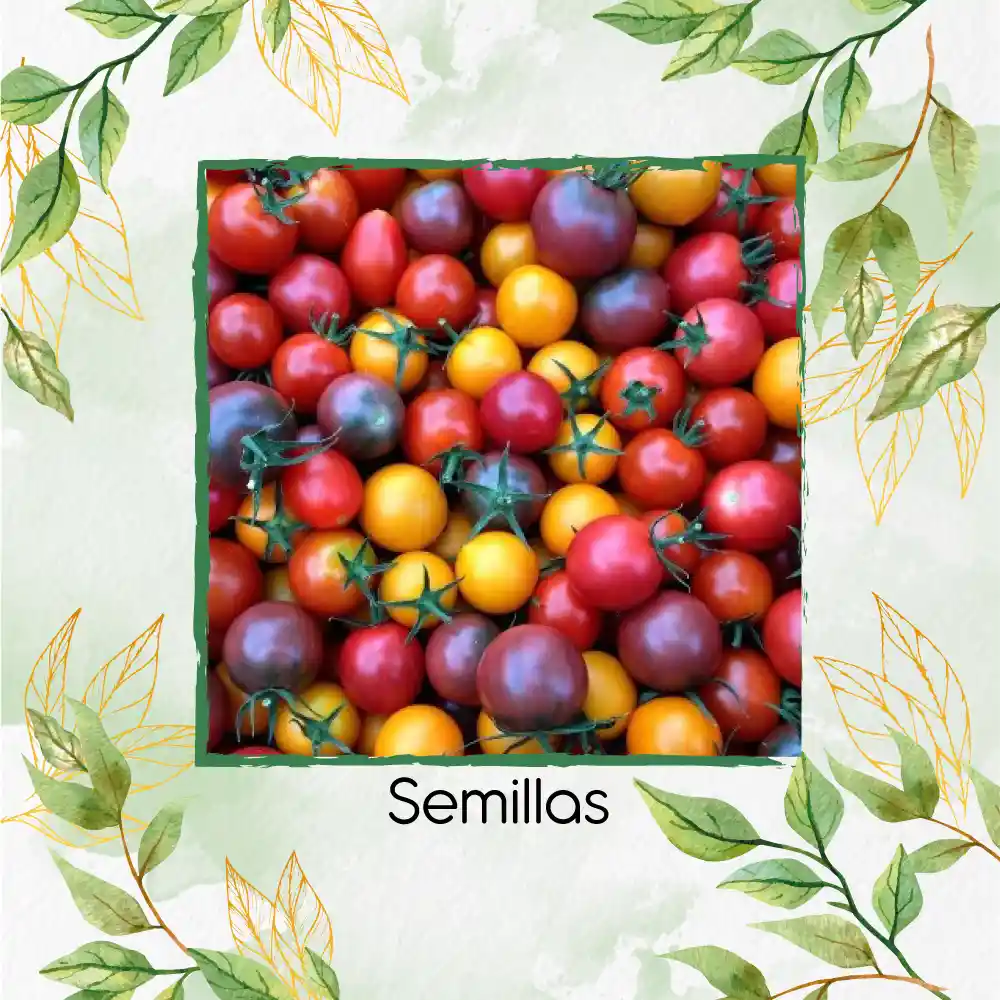 650 Semillas Orgánicas De Tomate Cherry Colores