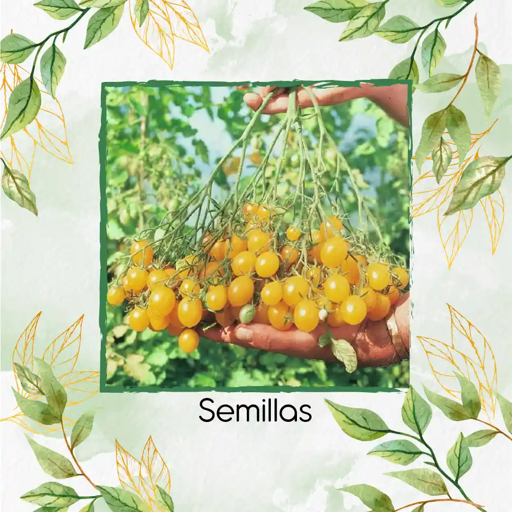 17 Semillas Orgánicas De Tomate Cherry Dorado