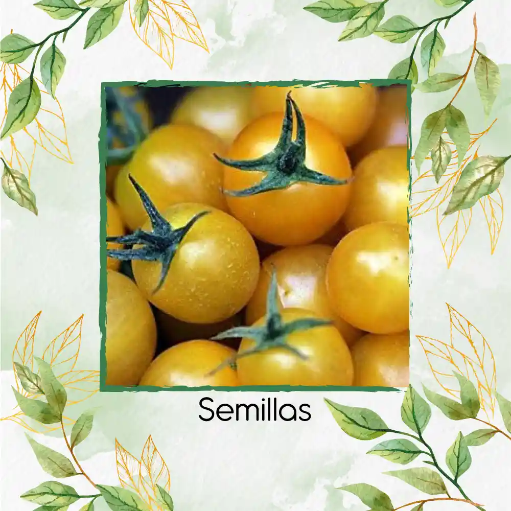 17 Semillas Orgánicas De Tomate Cherry Dorado