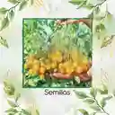 33 Semillas Orgánicas De Tomate Cherry Dorado