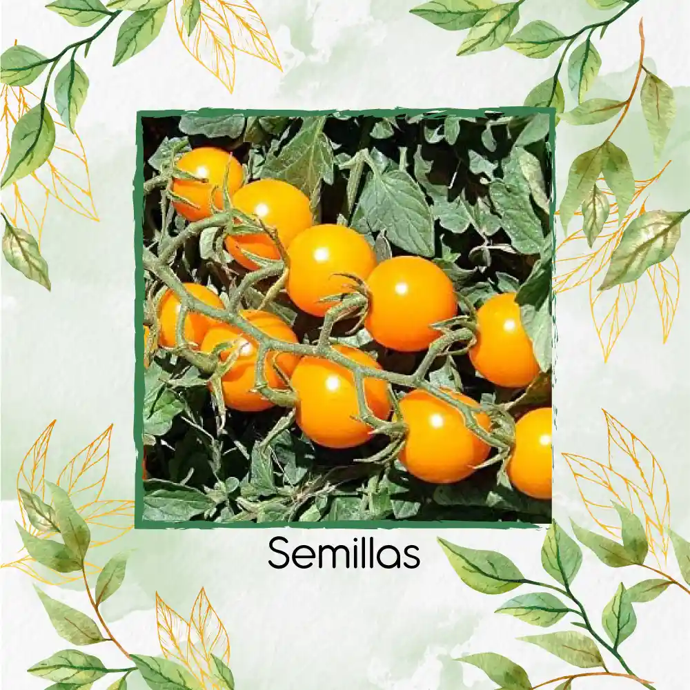 325 Semillas Orgánicas De Tomate Cherry Dorado