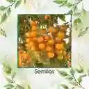 325 Semillas Orgánicas De Tomate Cherry Dorado